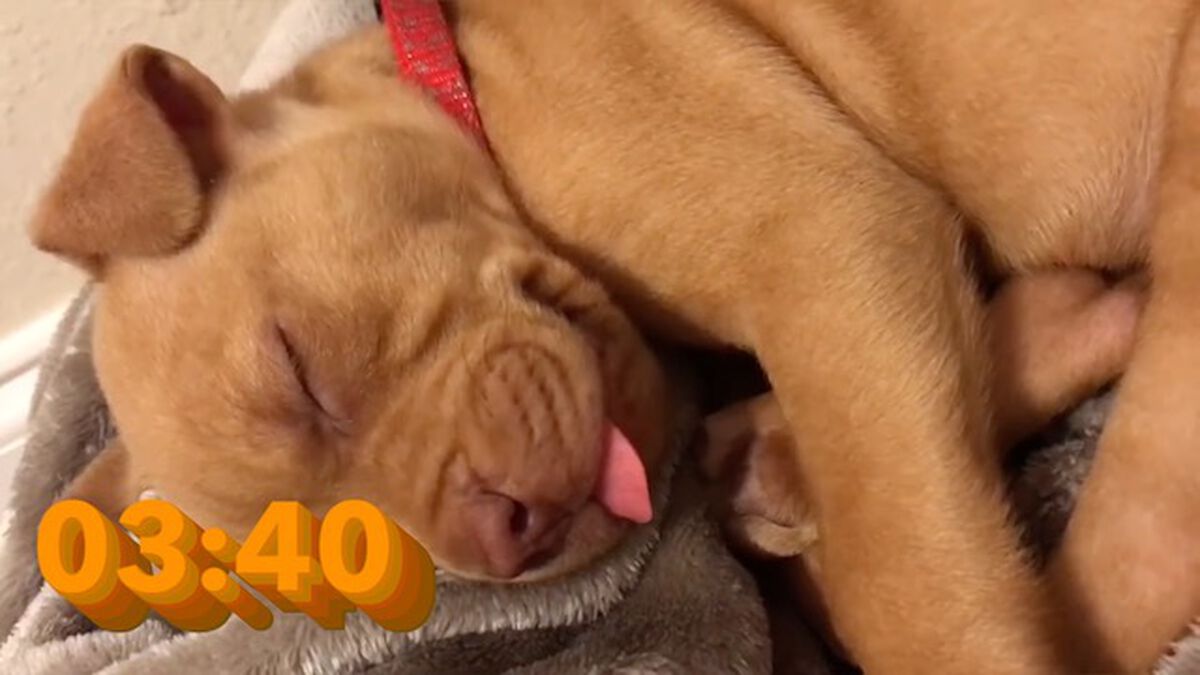 Cuteness Overload! 5-Minute Puppy Countdown image number 2